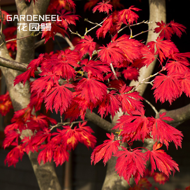 50PCS Japanese Maple Seeds Super Red Garden Tree Shrub
