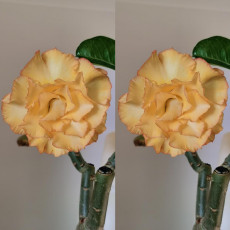 2PCS Premium Adenium Seeds Desert Rose Light Golden Flowers with Damask Pink Edge 5-Layer