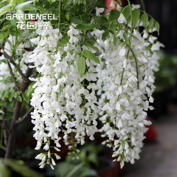 10PCS Purely White Chinese Wisteria Seeds Garden Yard Climbing Plants Fragrant Flowers