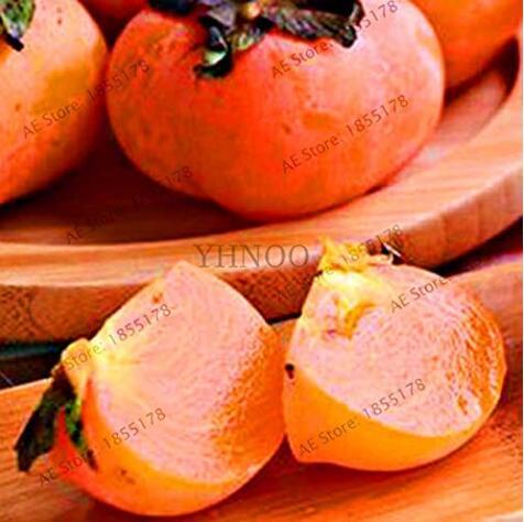 5PCS Japanese Persimmon Plants Persimmon Fruit Tree Seeds Big Red Fruits