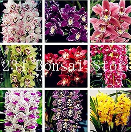 100PCS Rare Cymbidium Orchid Seeds Mixed 9 Types of African Cymbidiums Flowers