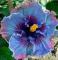 200PCS Hibiscus Plants Seeds Sky Blue Purple Big Flowers with Light Pink Edge