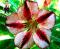 2PCS Desert Rose Adenium Seeds - White Red Black Colorful Flowers 1-Layer