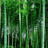 100PCS Fresh Giant Bamboo Seeds Dendrocalamus Giganteus