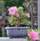 20PCS Japanese Azalea Rhododendron Azalea Perennial Flowers Seeds Pink Flowers