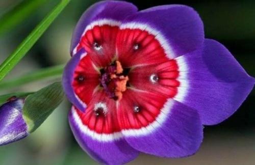 100PCS Tricolor Sparaxis Seeds Purple White Red Big Ornamental Flowers