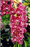 100PCS Orchid Cymbidium Seeds