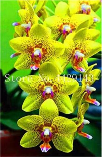 100PCS Orchid Cymbidium Seeds Yellow Flowers Red Purple Tongue