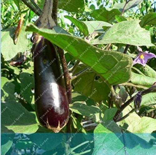 100PCS Purple Eggplant Seeds Italian Eggplant Rare Aubergine Organic Fruit Vegetable Plant for Home Garden