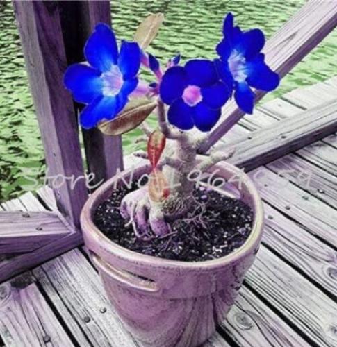 5PCS Adenium Seeds Dark Blue Single Flowers Hybrid F1