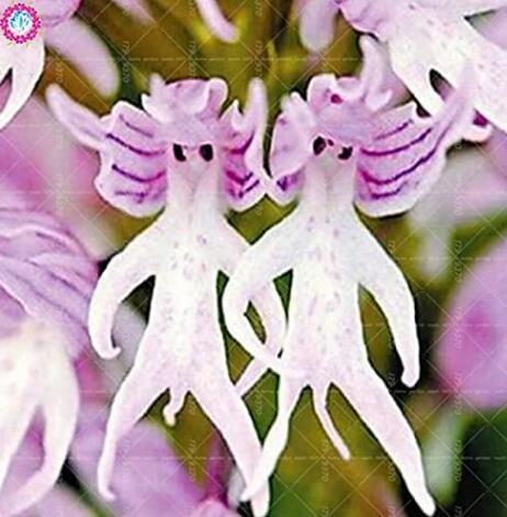 100PCS Rare Orchid Man Flowers Monkey Orchid Seeds Perennial Indoor Flowers