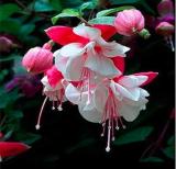 200PCS Fuchsia Seeds Rose Red White Double Flowers