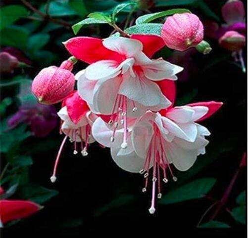 200PCS Fuchsia Seeds Rose Red White Double Flowers