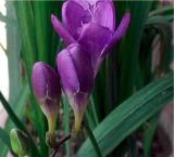 20PCS Freesia Flower Seeds Purple Flowers