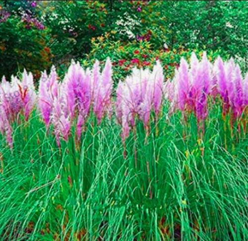 400PCS Purple Pampas Seeds Ornamental Perennial Plant