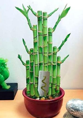 50PCS Lucky Bamboo Choose Potted Seeds Variety Complete Dracaena Plant