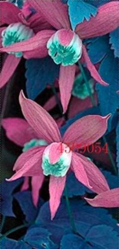 100PCS Clematis Seeds Purple Flowers with Light Green Centre Flowers
