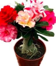 5PCS Adenium Seeds Red Colorful Double Flowers