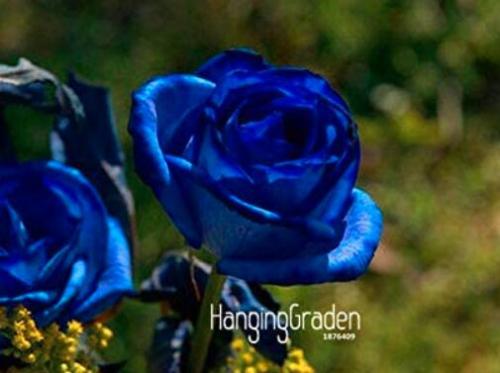 100PCS Blue Rose Seeds Double Big Flowers