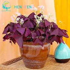 100PCS Rare Oxalis Versicolor Candy Cane Sorrel Seeds Red Leaves Pink Flowers