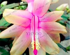 100PCS Schlumbergera Flores Christmas Cactus Plant Seeds Water Pink Flowers