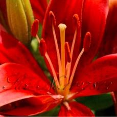 100PCS Lily Plants Seeds Red Big Flowers