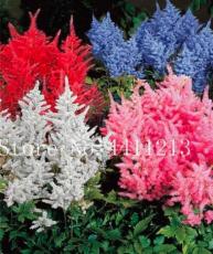 100PCS Astilbe Seeds Mixed Red Blue White Pink Colors