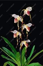 100PCS Paphiopedilum Orchid Flower Seeds White Pink 'Tiger' Flowers