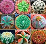 200PCS Mixed Cactus Seeds