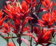 Castilleja linariifolia | Narrow-Leaved Desert Paintbrush | 50_Seeds