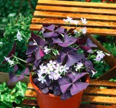 100PCS Red Oxalis Seeds