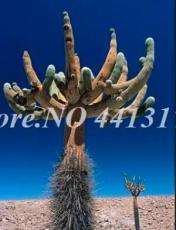 500PCS Mini Cactus Suculent Seeds
