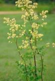 50 Seeds Purple Meadow Rue Seeds Non-Hybrid, Open-Pollinated, Suited for Canadian Climate