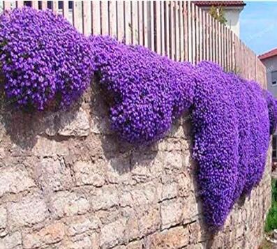 100 Creeping Thyme Bonsai Seeds Purple Flowers