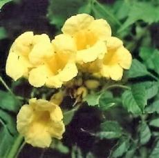10PCS Campsis Radicans Yellow Flowers Climbing Vine
