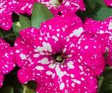 200PCS Petunia Big Flower Seeds Pink Flowers with White Spots