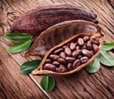 20 Seeds Cocoa Seeds Theobroma Cacao Seeds Organic