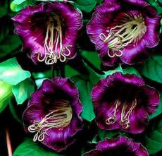 25 Seeds Cobee Violette/Cobaea/Flower