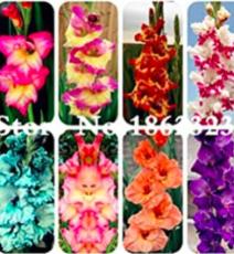 120PCS Multicolored Gladiolus Flower Seeds