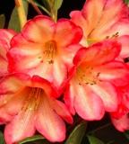 100PCS Rhododendron Azalea Seeds Rose Red Flowers