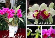 100PCS Cattleya Hibrida Bonsai Orchids Seeds