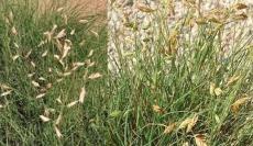 50PCS Buchloe Dactyloides Grass Seeds