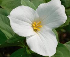50PCS White Trillium Seeds Wildflower