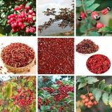100 Corn Chinese Prickly Ash Seeds
