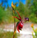 200PCS Flying Duck Orchid Seeds