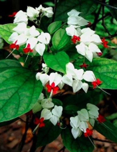 25 Rare White Red Bleeding Heart Seeds DicentraSpectabilis Shade Flower