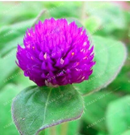 100PCS Gomphrena Globosa Bonsai Beautiful Globe Flowers Seeds