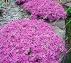 120PCS Pink Creeping Thyme Flowers Seeds