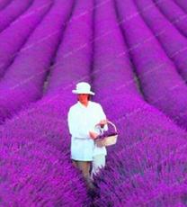 100PCS French Provence Lavender Bonsai Purple Flower Seeds