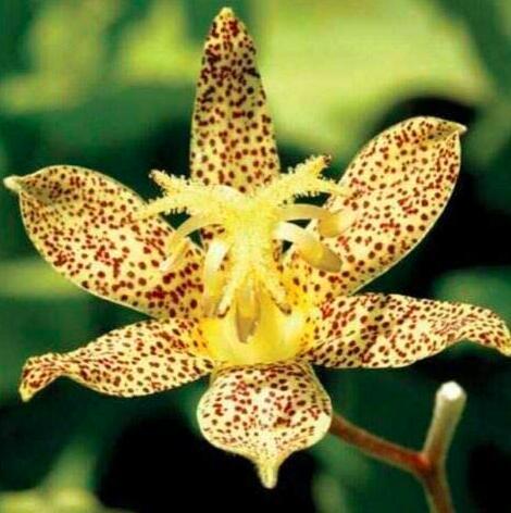 50+ TRICYRTIS Japanese Toad Lily Flower Seeds / Shade Perennial / Deer Resistant